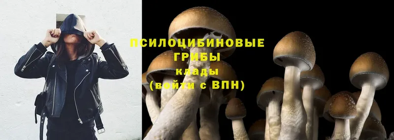 купить наркоту  hydra вход  Галлюциногенные грибы Psilocybine cubensis  Харовск 